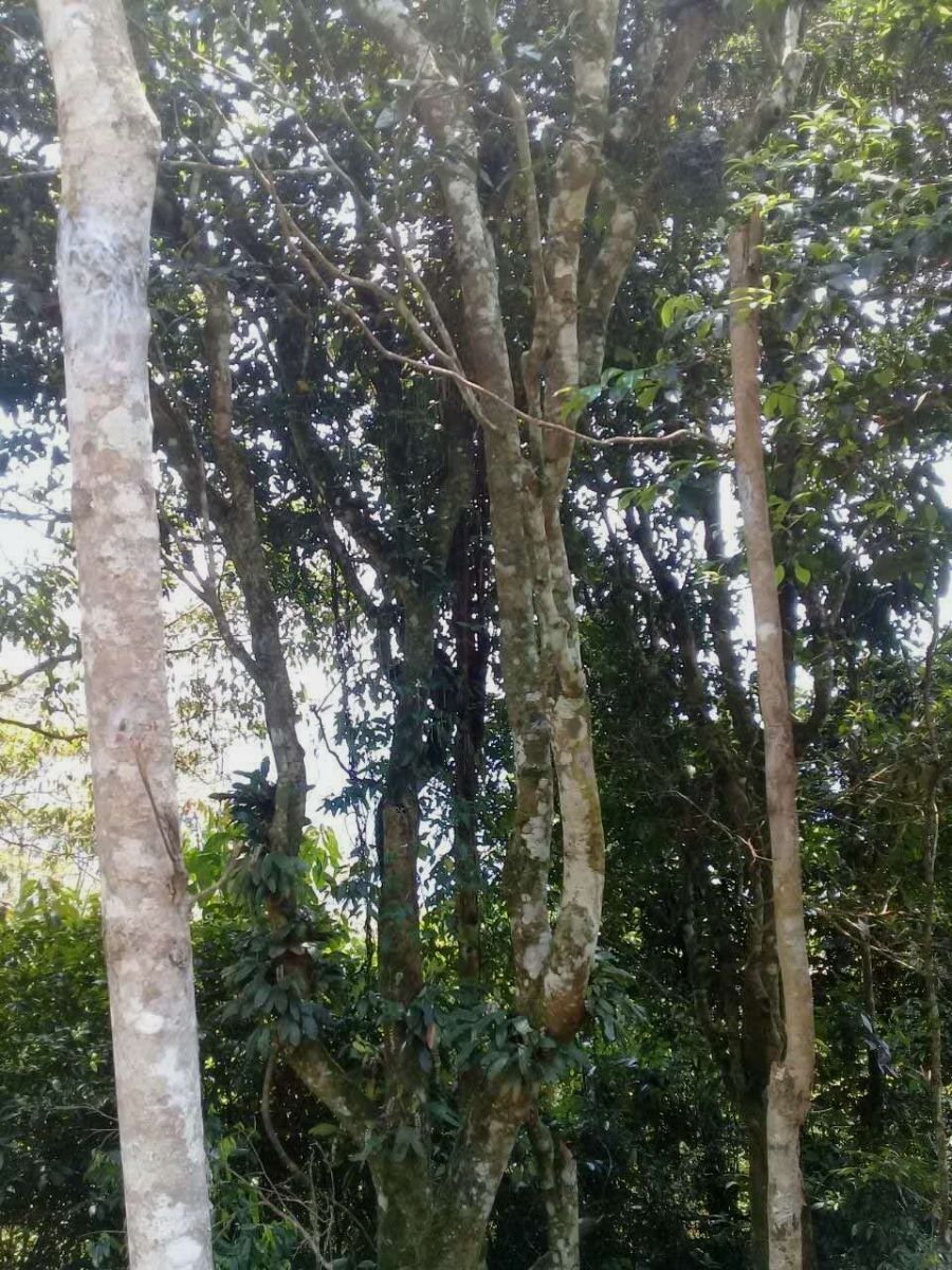 2022年蟒蛇箐古樹(shù)春茶被稱(chēng)之為“蛇精”的普洱茶