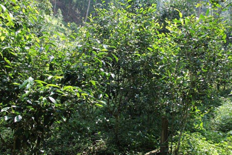 2022年倚邦曼拱古樹春茶價格？