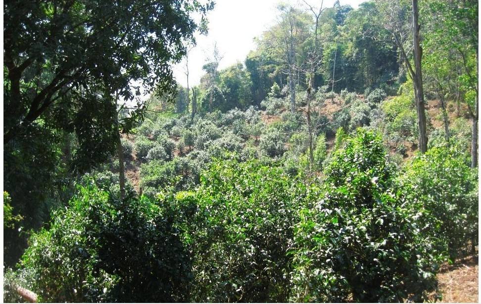 2022年大黑樹林古樹春茶口感？