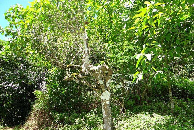 2022年大黑樹(shù)林古樹(shù)春茶價(jià)格？