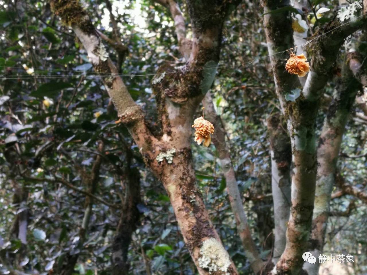 2022年大黑森林古樹春茶多少錢一公斤？