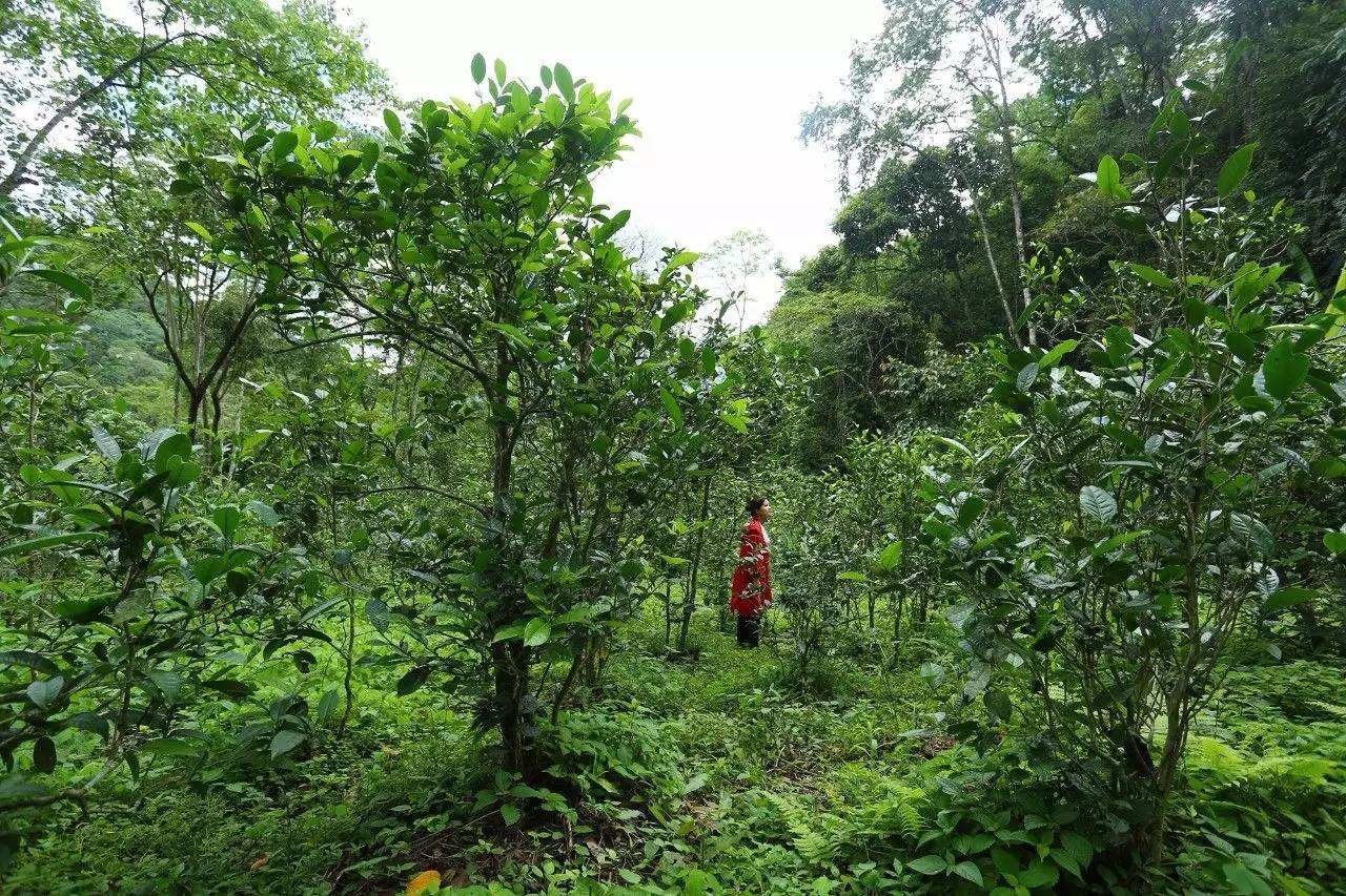 2022年曼松古樹春茶口感？