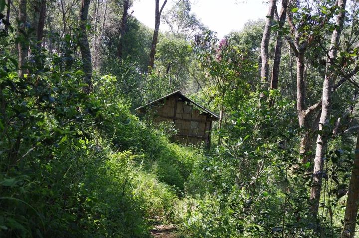 2022年曼松古樹(shù)春茶多少錢(qián)一公斤?