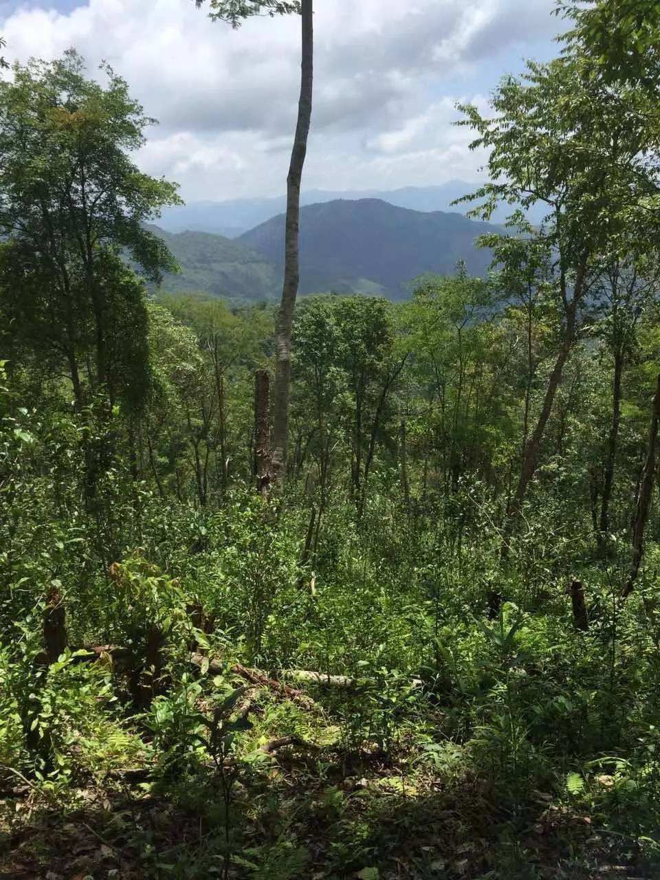 2022年一泡曼松古樹春茶？一飲帝王味……