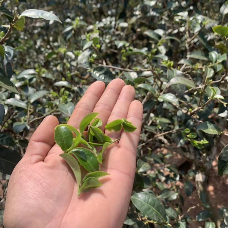 2022年倚邦貓耳朵古樹(shù)春茶口感？