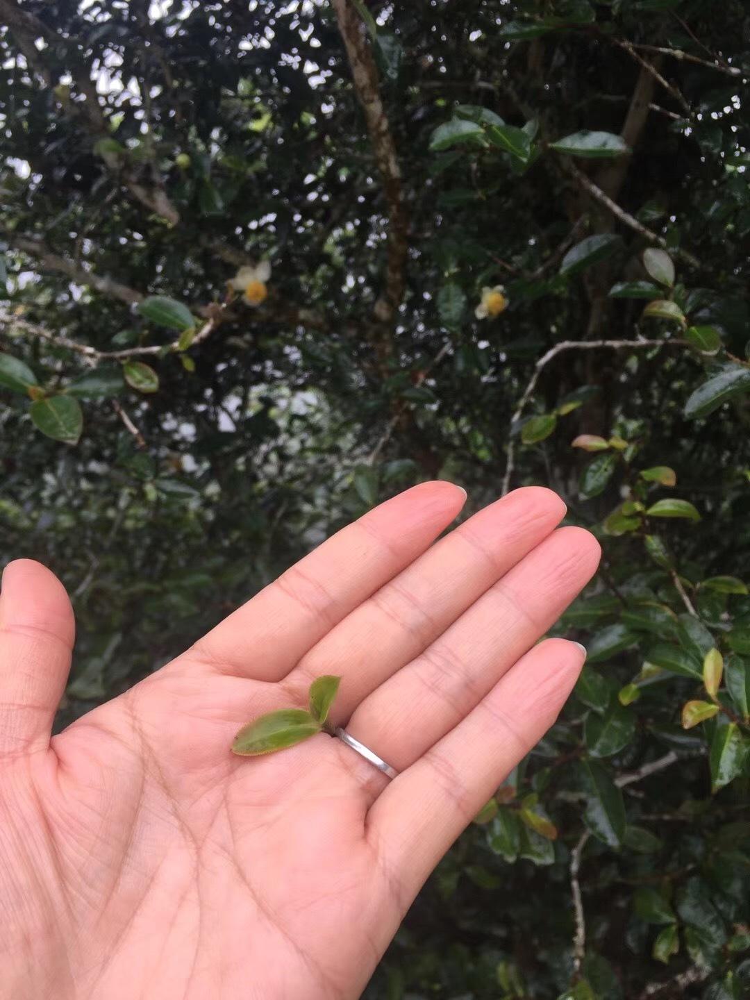 2022年倚邦貓耳朵古樹(shù)春茶價(jià)格？