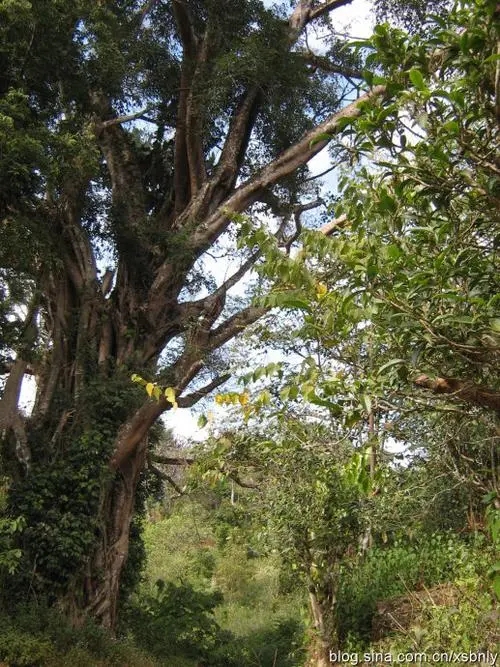 2022年蠻磚古樹春茶多少錢一公斤？