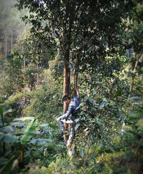 2022年桃子寨古樹春茶特點(diǎn)？