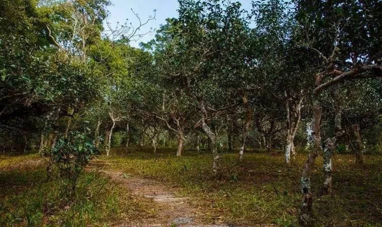 2022年桃子寨古樹春茶價格？