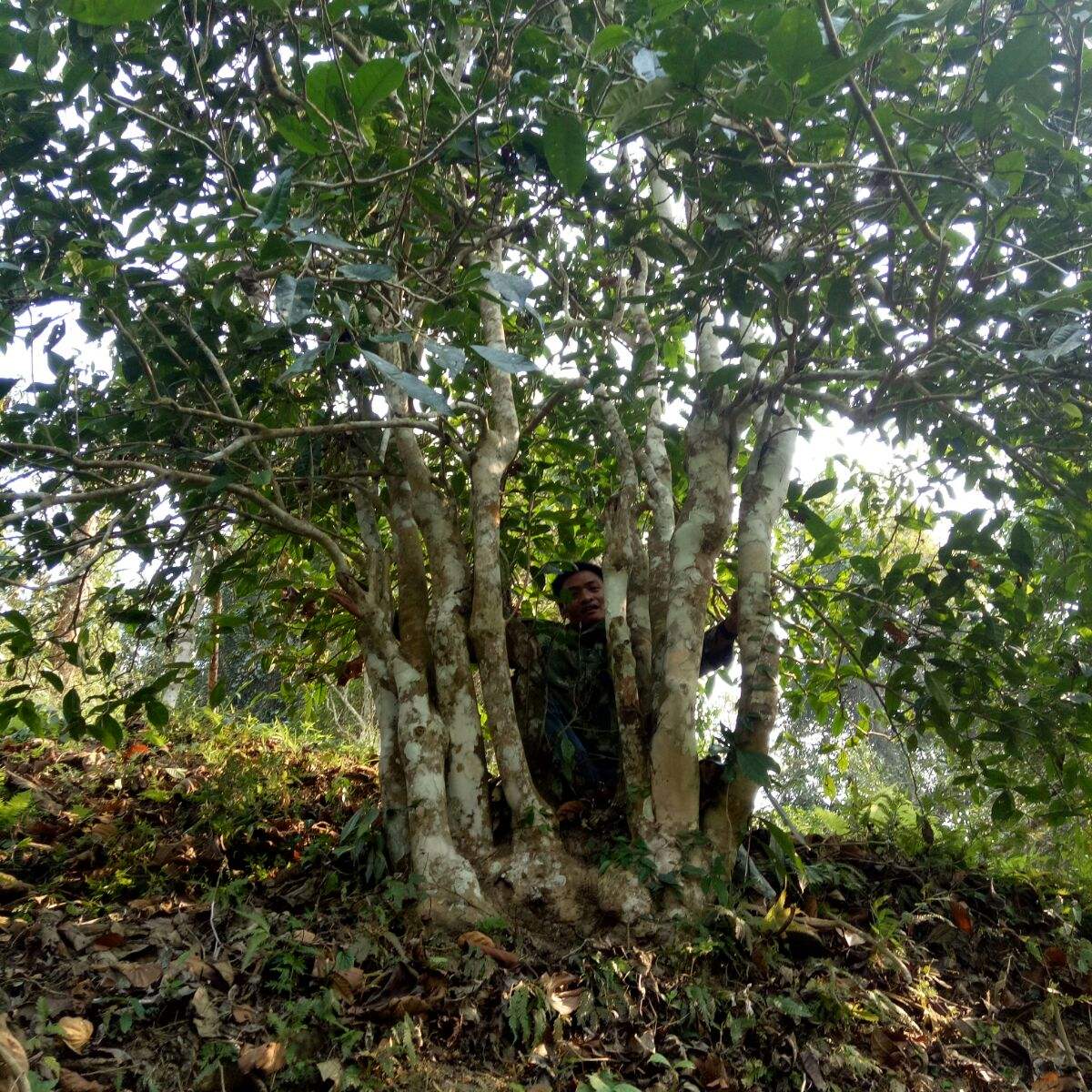 2022年蠻磚瓦龍古樹春茶特點(diǎn)？