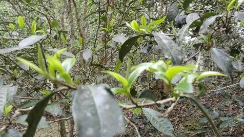 2022年蠻磚瓦龍古樹(shù)春茶口感！