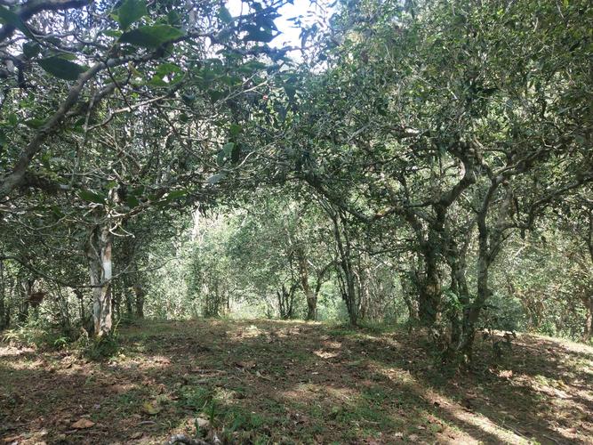 2022年革登古樹春茶多少一公斤？