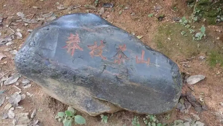 2022年莽枝古樹春茶特點(diǎn)？