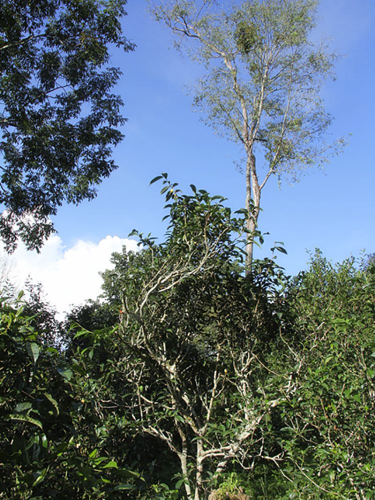 2022年莽枝古樹春茶口感？