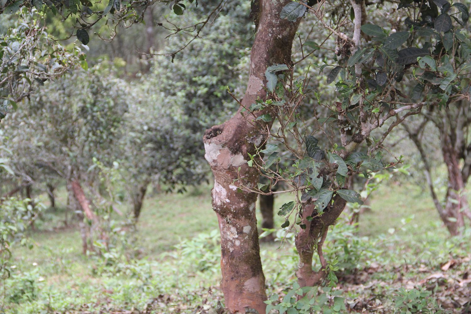 2022年莽枝古樹春茶價(jià)格？