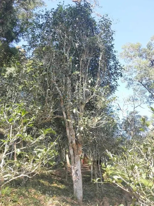 2022年莽枝古樹春茶多少錢一公斤？