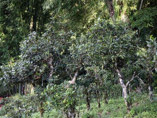 2022年攸樂(lè)古樹春茶特點(diǎn)？