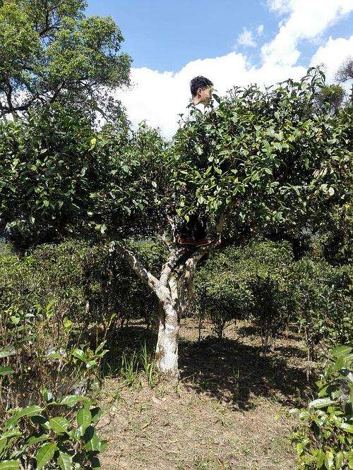 2022年攸樂(lè)古樹春茶多少錢一公斤？