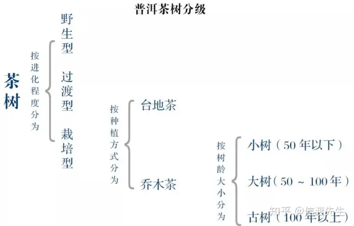 2022年按順序排列普洱茶樹等級 怎么分？