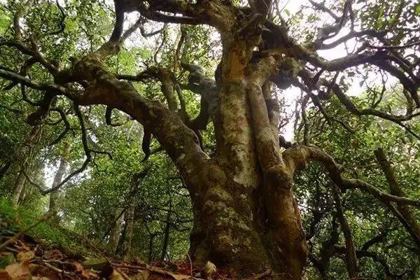 冰島！普洱茶界最有名的山頭，一次性把冰島茶講清楚！