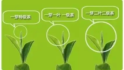 普洱茶如何分級(jí)？