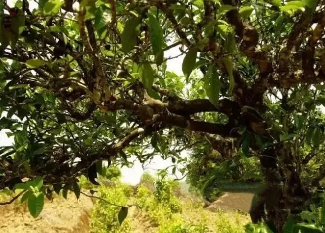 如何鑒別普洱茶樹齡？