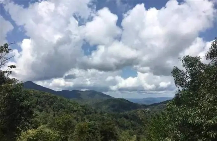 喝普洱茶的人為什么喜歡追山頭？無非就是這幾個原因