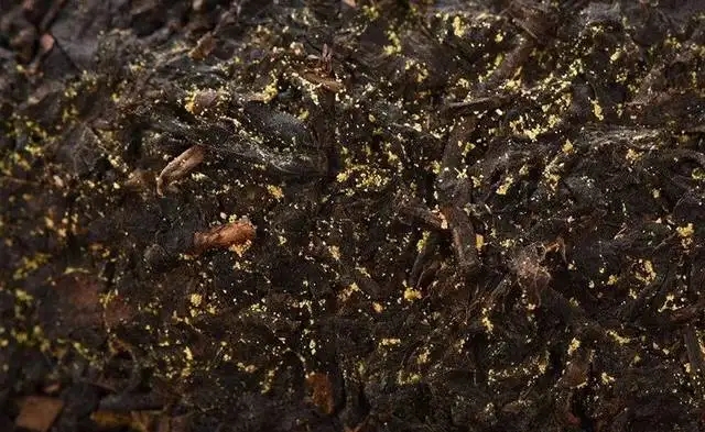 普洱茶的金花怎么鑒別？