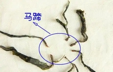 馬蹄竟然還能喝？普洱茶里的馬蹄你有了解過嗎？