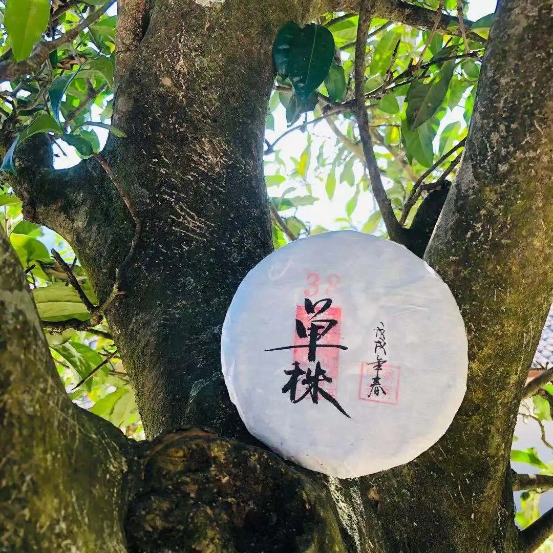 普洱茶單株是什么，好在哪里？