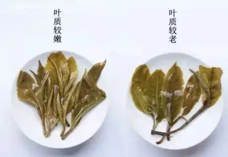 生普？熟普？如何挑選一款普洱茶？