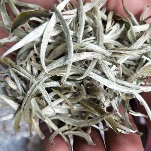 遇見月光白之美，存放四年云南古樹白茶