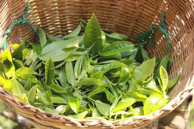 普洱茶3大核心產(chǎn)區(qū)，請(qǐng)好好收藏！