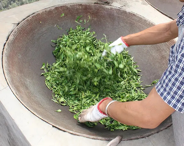 “殺青”是如何影響普洱茶品質(zhì)的？