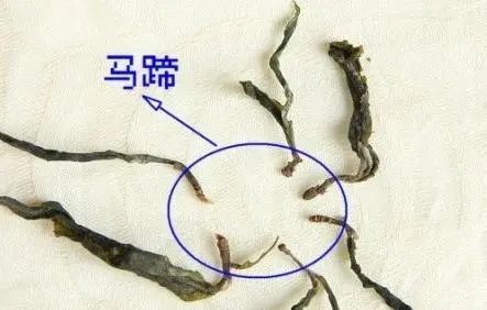 馬蹄竟然還能喝？普洱茶里的馬蹄你有了解過嗎？