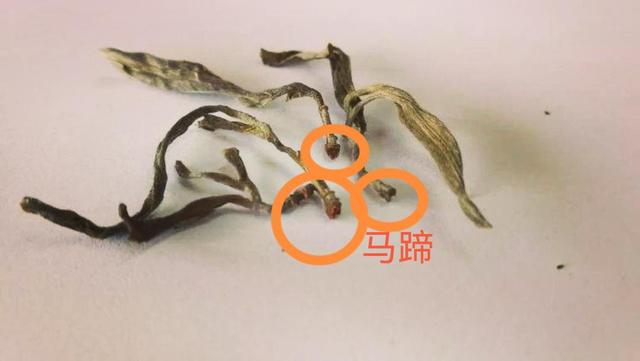 “馬蹄梗”多少跟季節(jié)有關系？