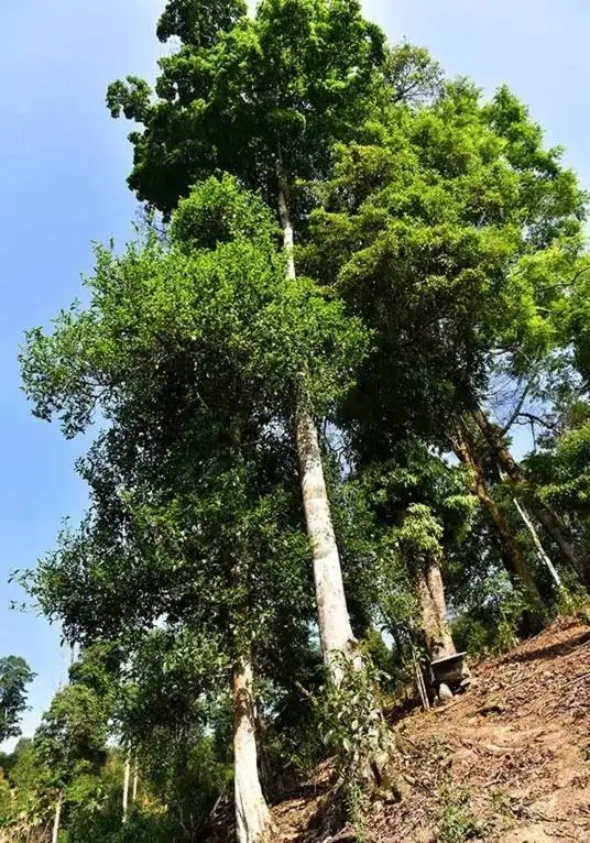 普洱茶概念中的“國有林”、“高桿古樹”是怎么樣的存在？