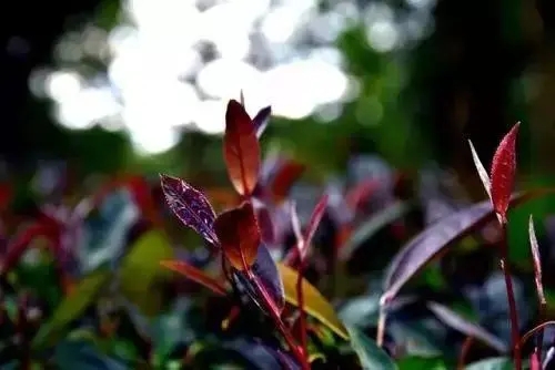 普洱異類:紫芽和紫鵑的區(qū)別與聯(lián)系