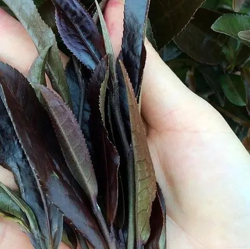 普洱茶中有一種叫“紫芽茶”的是怎么回事？