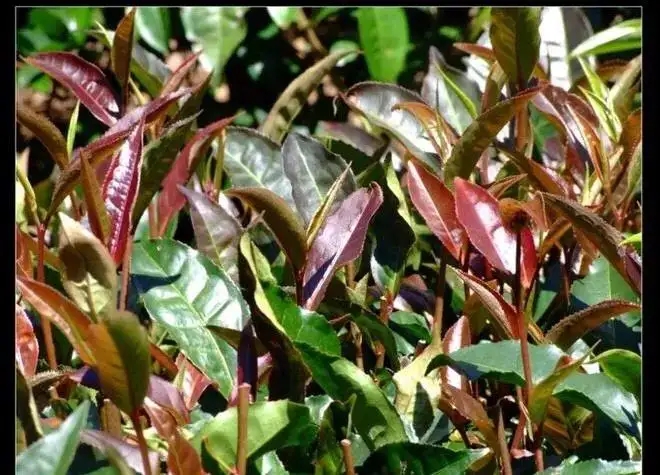 紫芽普洱茶真的都很珍貴嗎？這篇文章說到你心坎上了