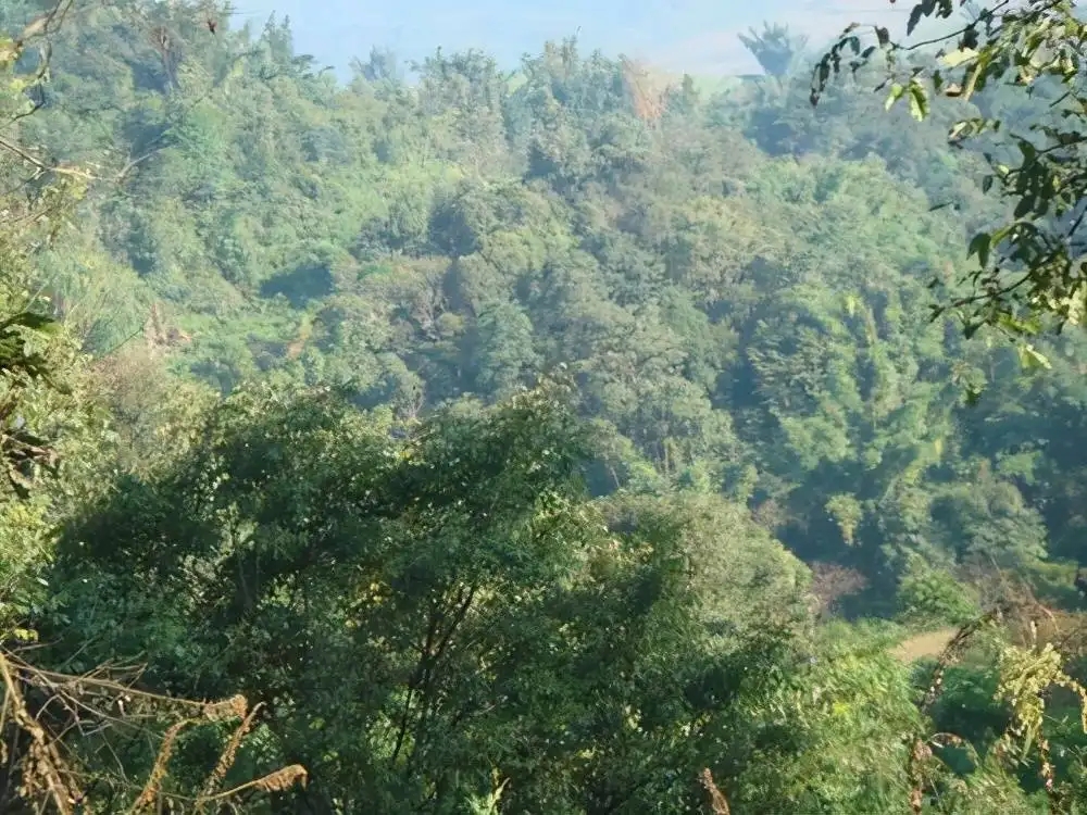 茶山紀(jì)實(shí)：再進(jìn)犀牛塘，不一樣的感覺；菁瑤可以預(yù)見的豐收年