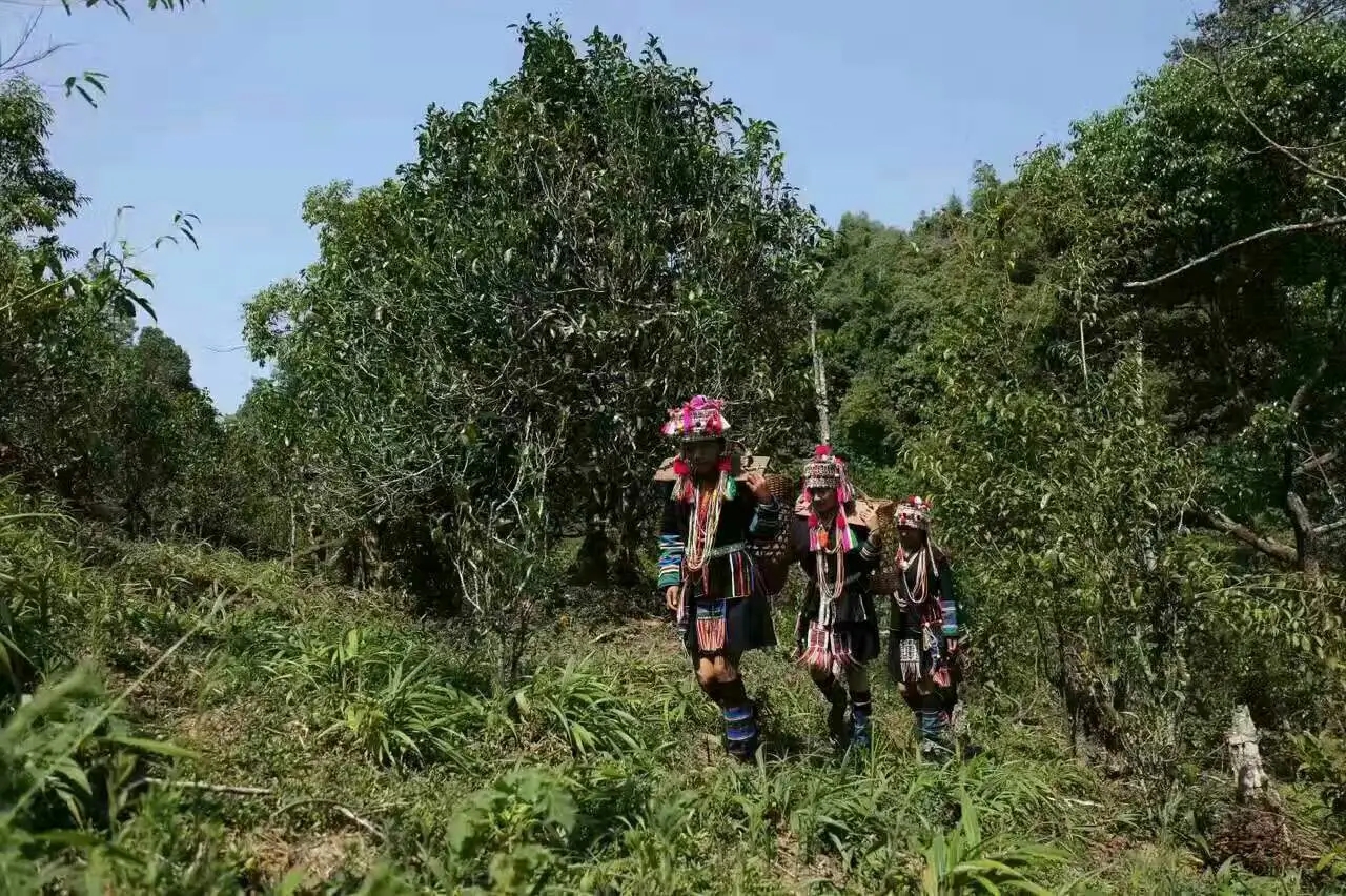 【好茶知味】南糯山石頭老寨拔瑪古樹：醇柔之質(zhì)，綿遠(yuǎn)之韻