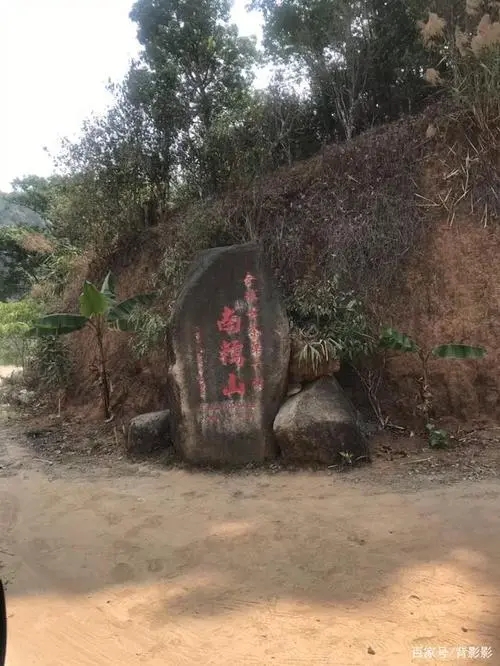 古茶第一村”，你見過這樣的茶樹嗎？