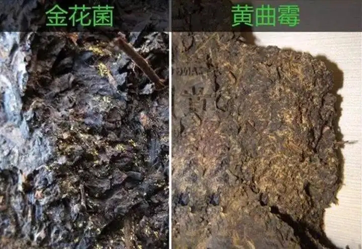 從普洱茶致癌論說開，再談普洱茶與黃曲霉毒素的關(guān)系。