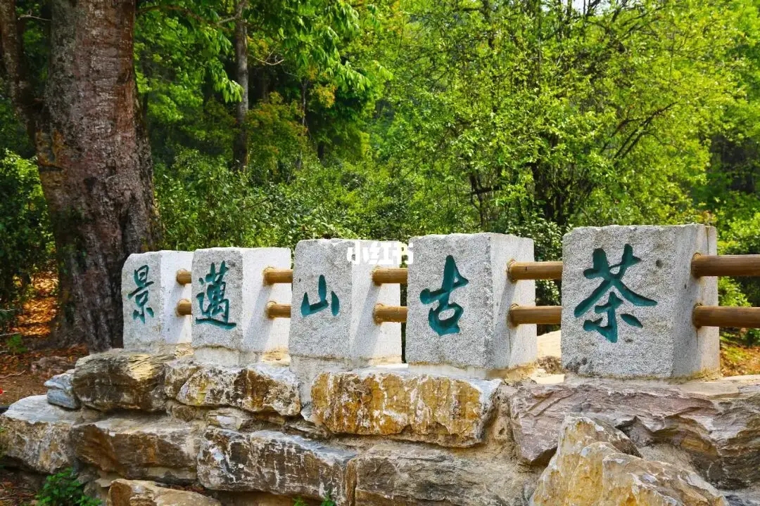 普洱茶的年份：新茶、老茶、中期茶、印級茶、古董茶