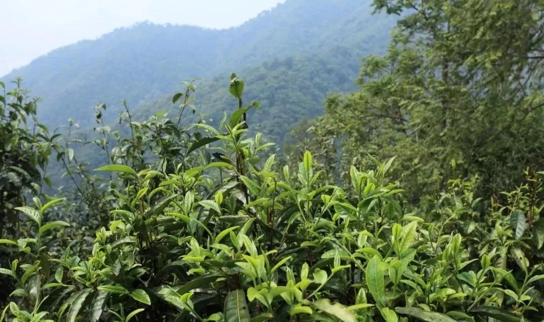 古樹茶的價(jià)值和意義在哪里？