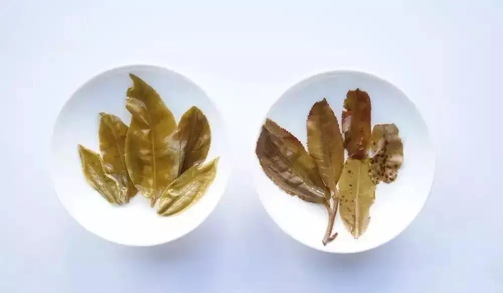 普洱茶的九種山寨版本，喜歡普洱茶的一定要看