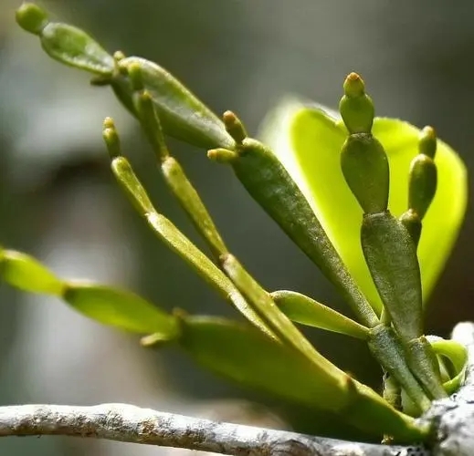 “螃蟹腳”是什么？