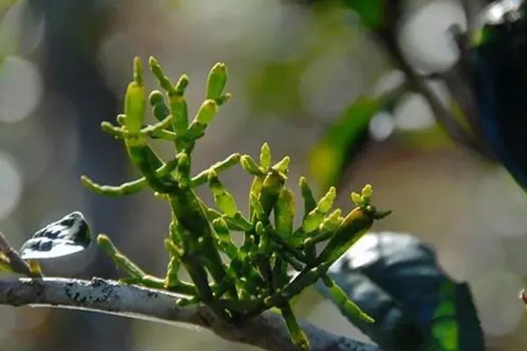 什么是螃蟹腳？茶界的螃蟹腳可能和你想的不一樣！