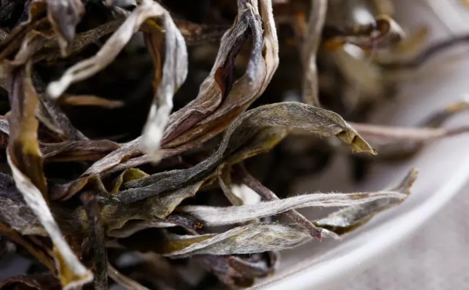 普洱茶樹生長的海拔越高，品質就越好嗎？